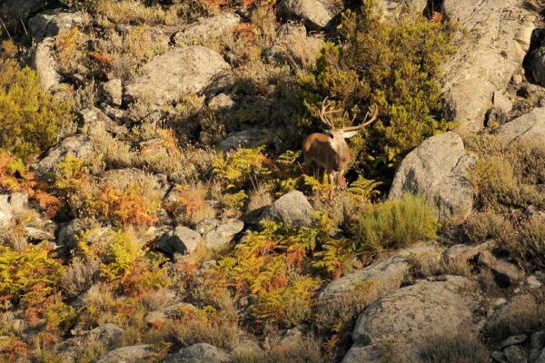 deer stalking in spanish mountains