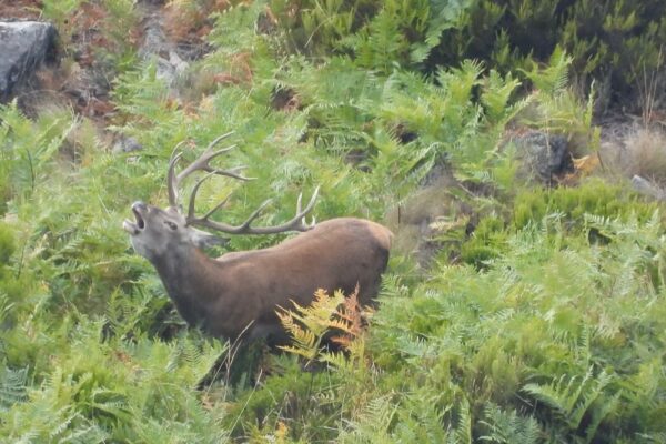 deer stalking in spanish mountains hunting in spain