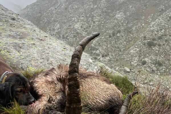 ibex trophy in gredos species hunt spain