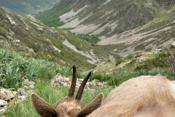 stalking hunt cantabrian chamois in spain