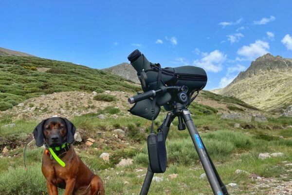 hunting in spanish mountain cantabrian chamois