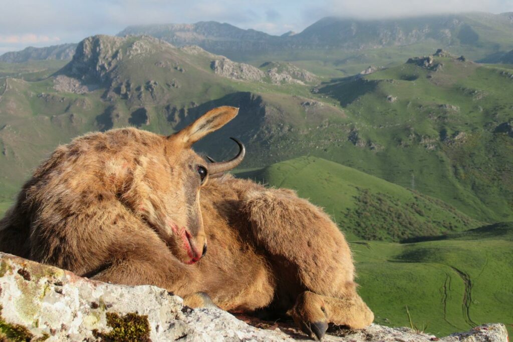 stalking a cantabrian chamois in spain