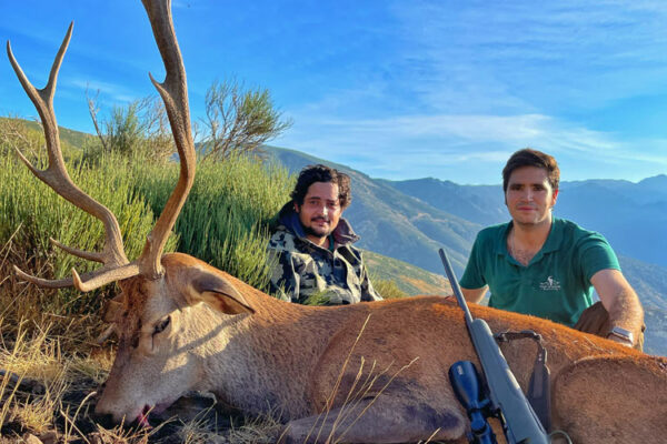 hunting-red-stags-in-gredos-rececho-de-venao-selectivo-en-gredos-2