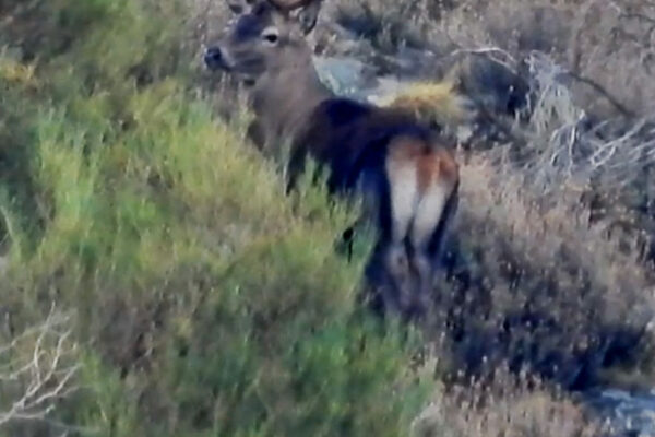 hunting-red-stags-in-gredos-rececho-de-venao-selectivo-en-gredos-6