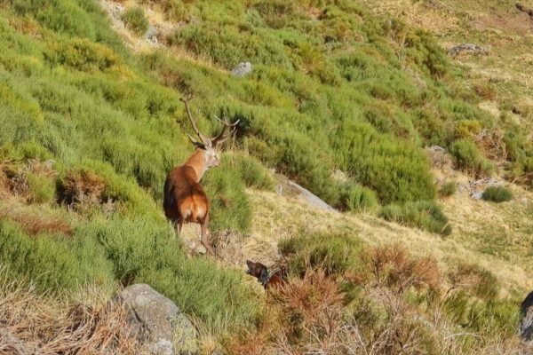 stalking red stags in gredos spain rececho venao gredos