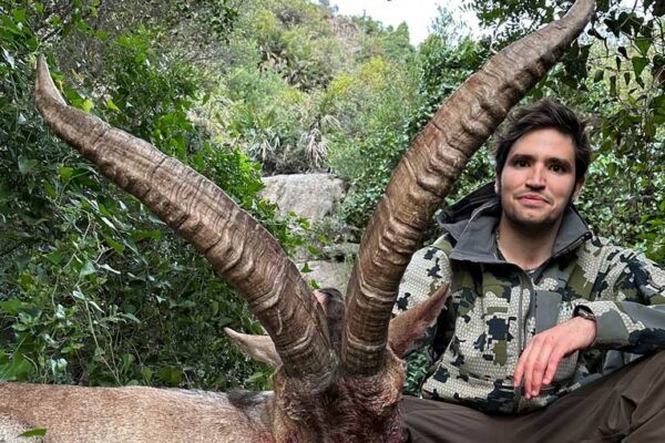 beceite ibex hunt macho montes chasse bouquetin