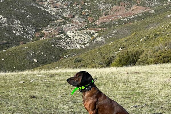 gredos ibex hunts spanish mountain