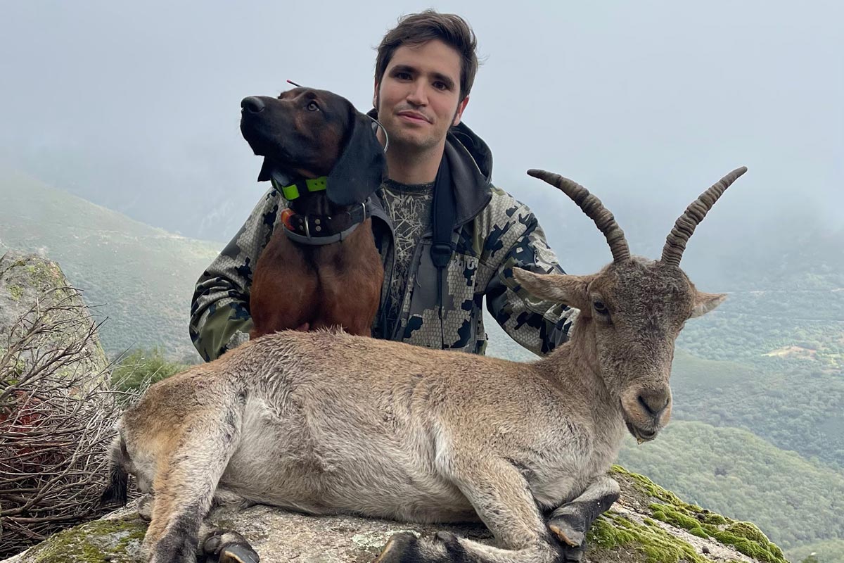 stalking gredos ibex rececho cabra gredos chasser chevre