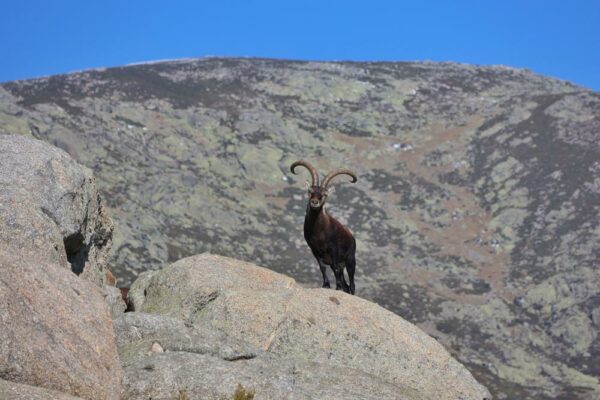 bowhunting gredos ibex spanish hunting in spain