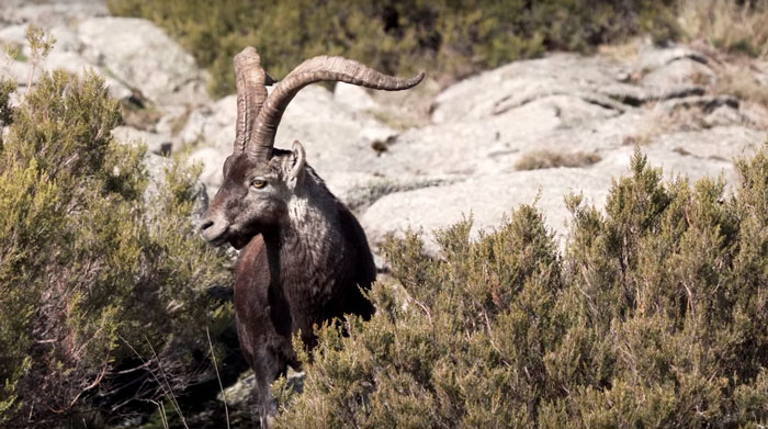 bowhunting gredos ibex