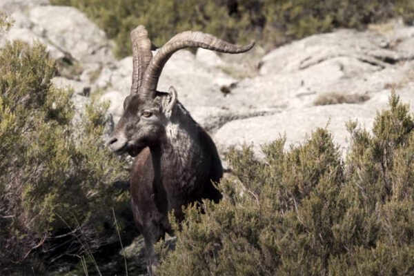 hunting in spain bowhunting gredos ibex