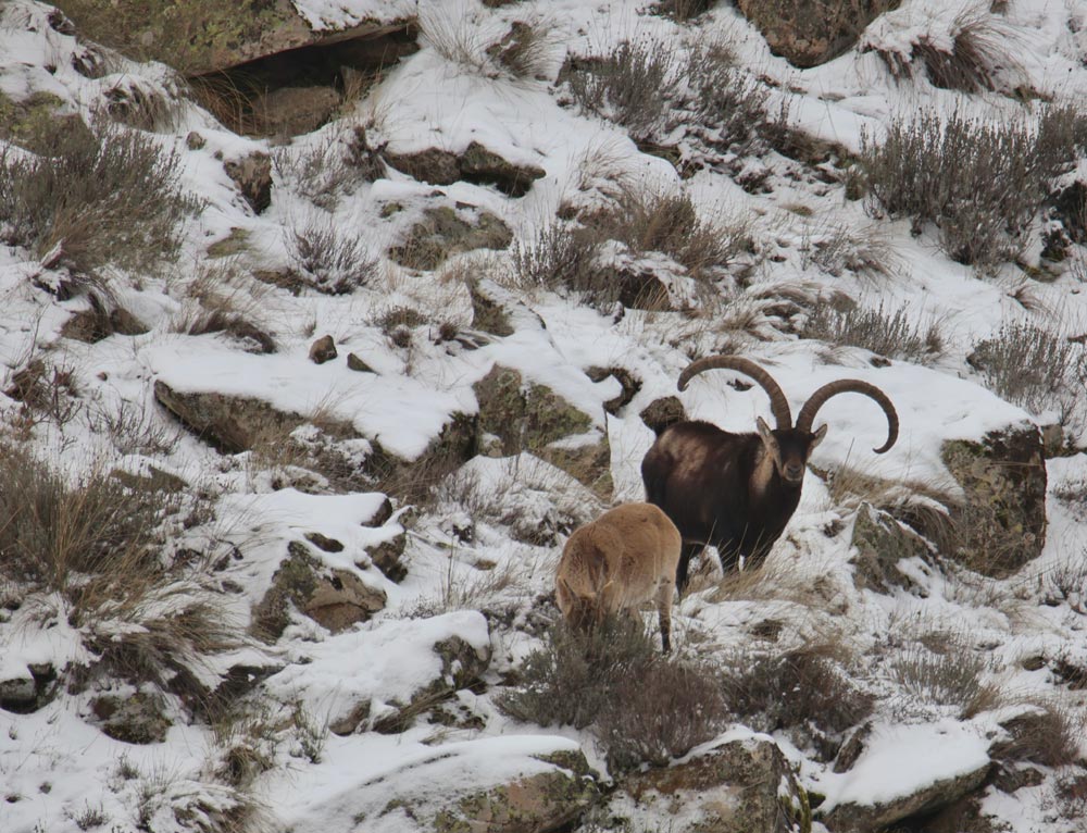 hunting in spain gredos ibex