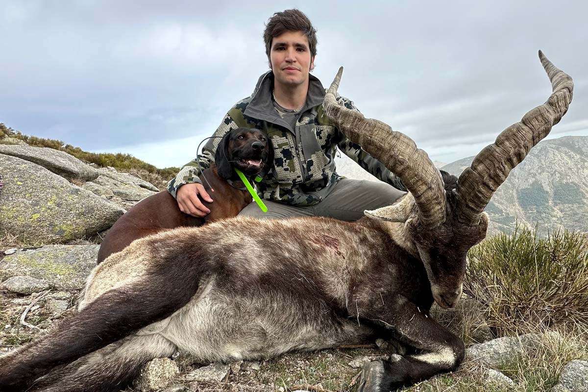 hunting in gredos a gredos ibex eeuu