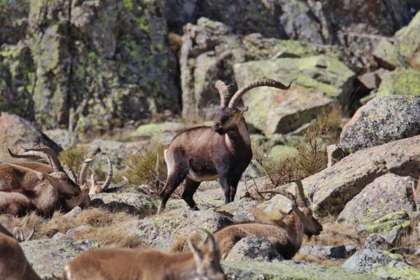 hunting-in-gredos-spain-cabras-marzo23-2