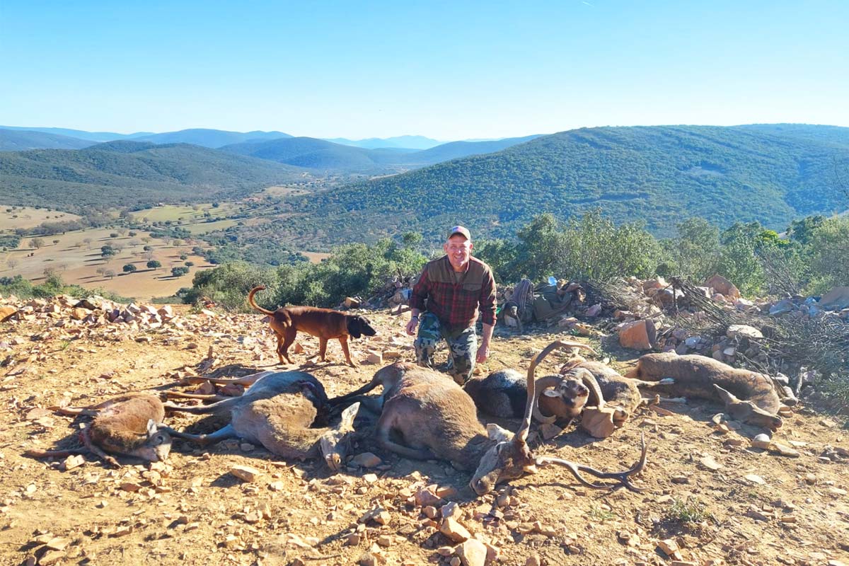 spanish monteria hunting red stag