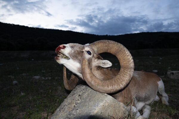 cazar-muflon-en-españa-mouflon-stalking