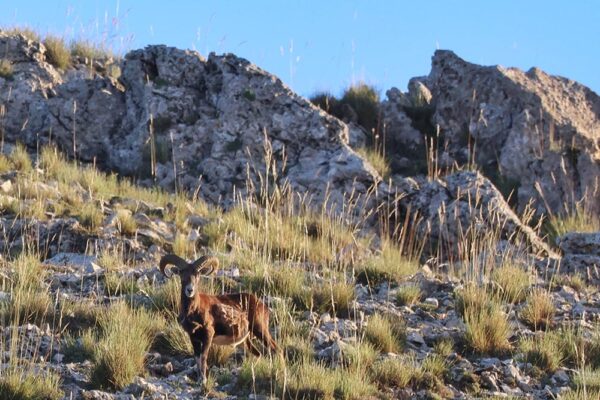 hunt in spain a representative mouflon