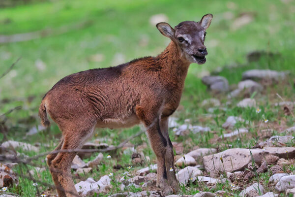 hunt-in-spain-a-representative-mouflon-3