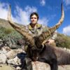 hunting ibex in gredos spain hunts in spanish mountains