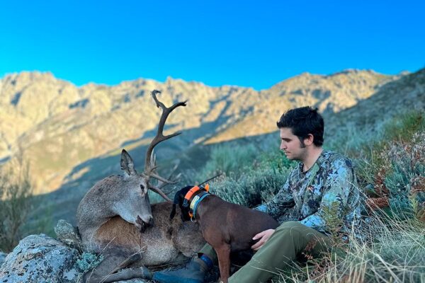 hunting red stag deer rutting in spain