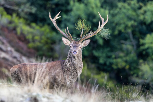 hunting red stag deer rutting in spain
