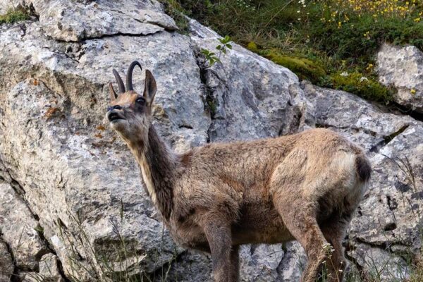 hunting-red-stag-deer-rutting-in-spain-hunt-cantabrian-chamois