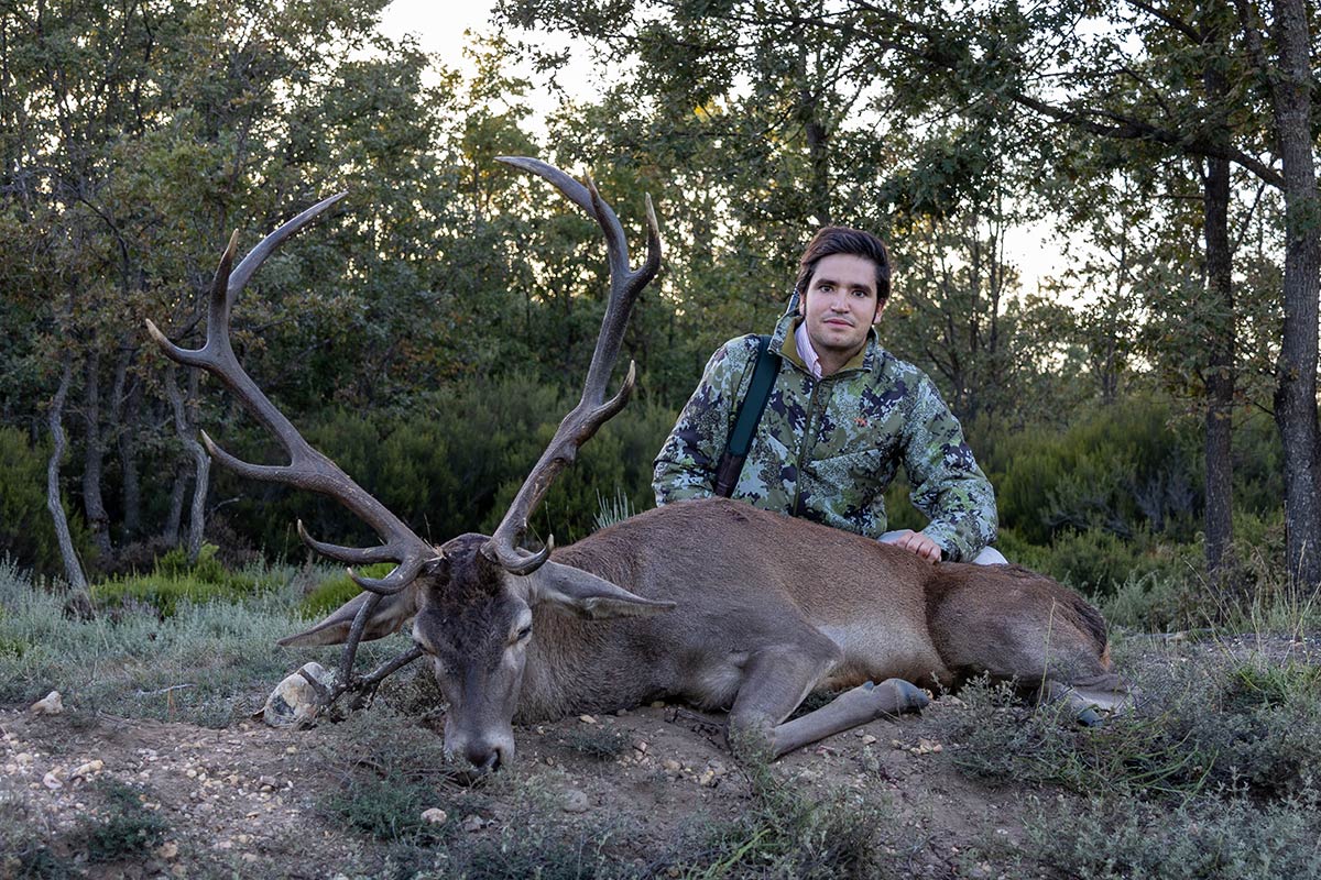 hunting red stag during the rut in spain