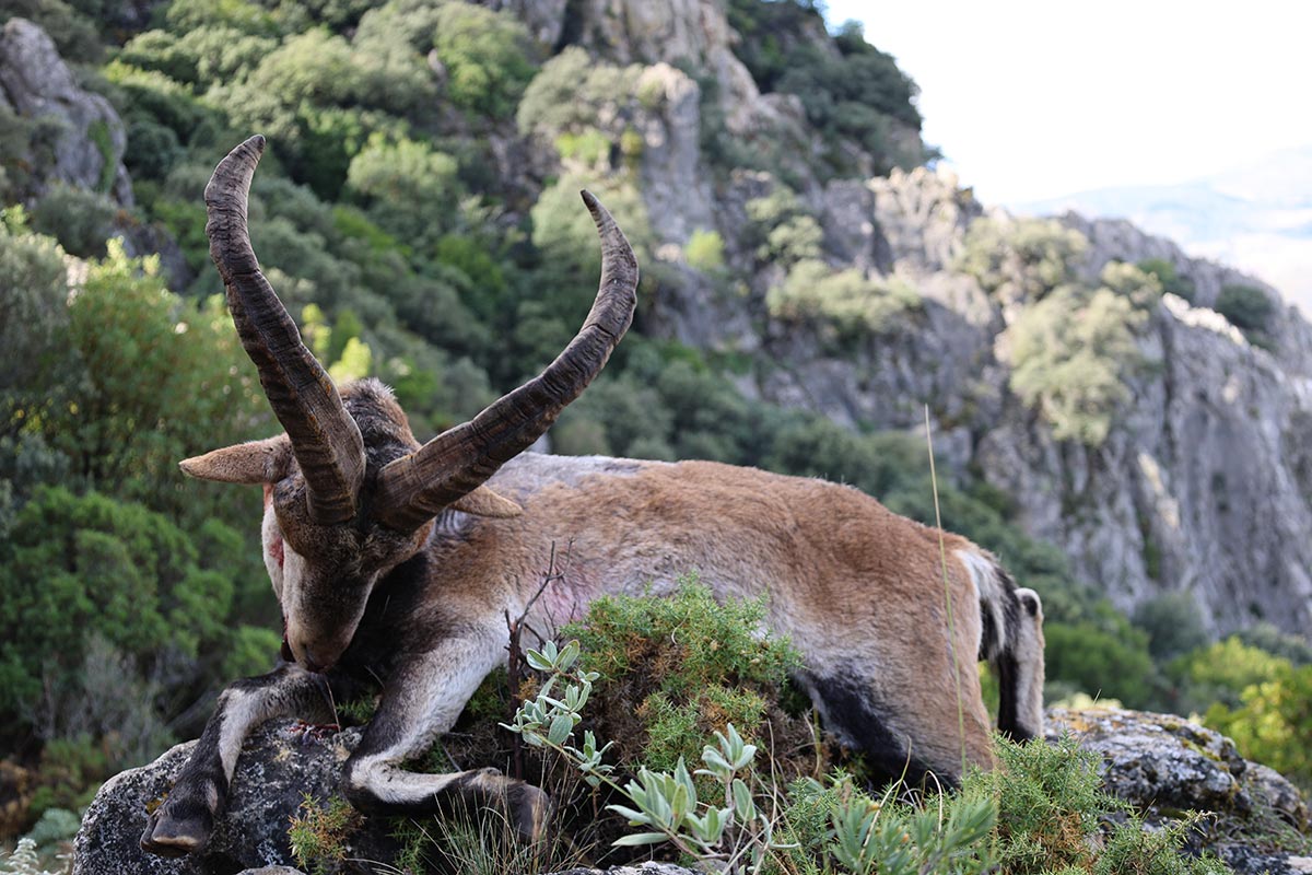 ronda ibex trophy hunt in spain