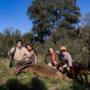 spanish monteria driven hunt in spain