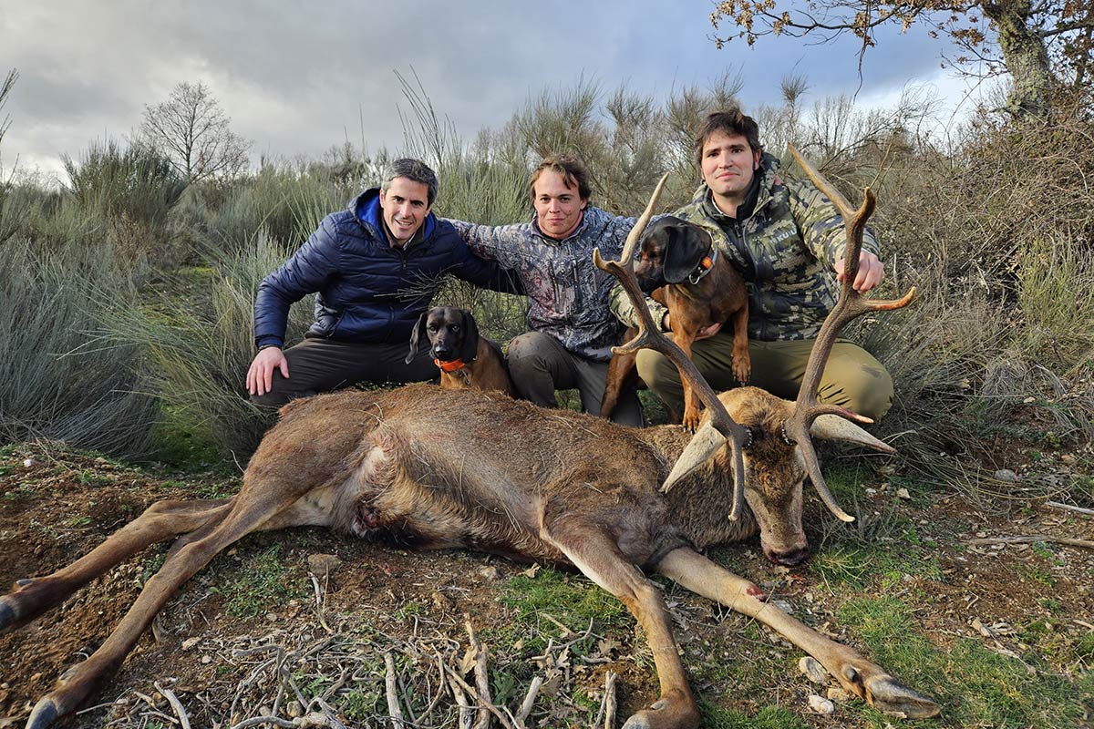 driven hunt in spain spanish monteria