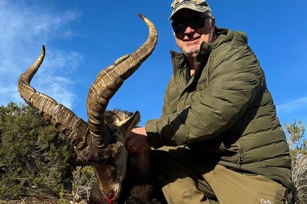 gredos hunting spanish ibex chasse bouquetin de gredos