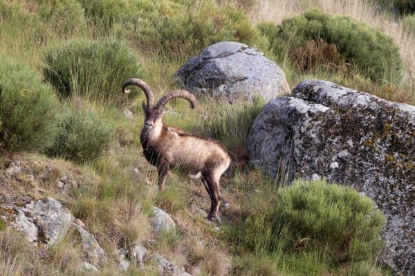 ibex hunt in spain gredos mountains hunts