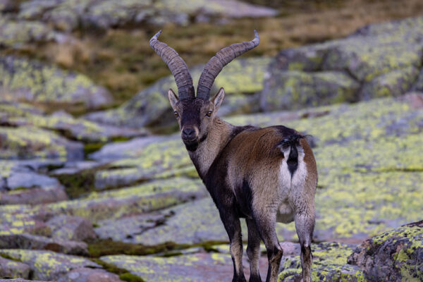 spanish ibex gran slam book hunt in gredos