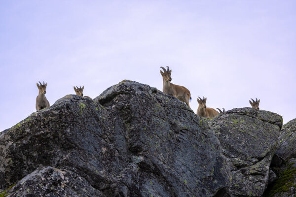 spanish ibex gran slam book hunt in gredos chasse bouquetin de gredos