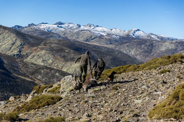 spanish ibex hunting in spain