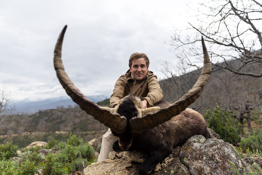hunting gredos ibex cazar macho montes en gredos