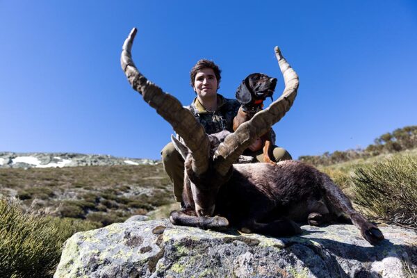 chasse au bouquetin de gredos a larc hunting in spain