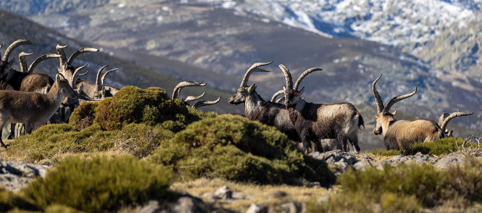 faqs huting in spain