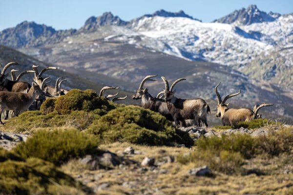 hunting-gredos-ibex-with-the-bow-hunts-in-spain