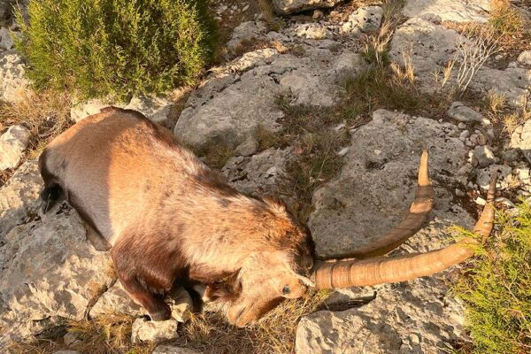 mountain hunting in spain beceite ibex cacerias macho montes espana