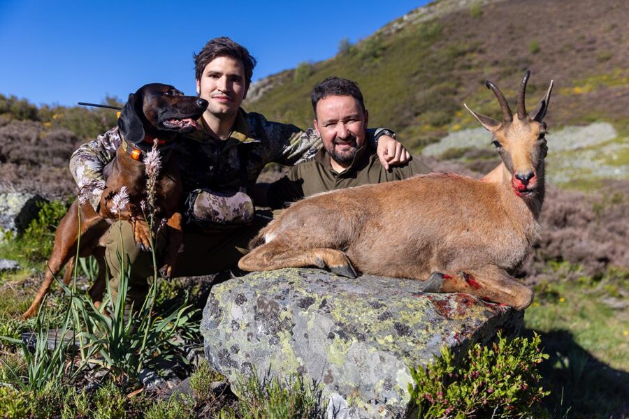 cantabrian chamois hunt in spain