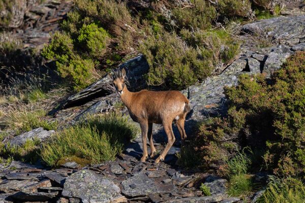 chasser au chamois de cantabrie en espagne traque chamois cantabrique