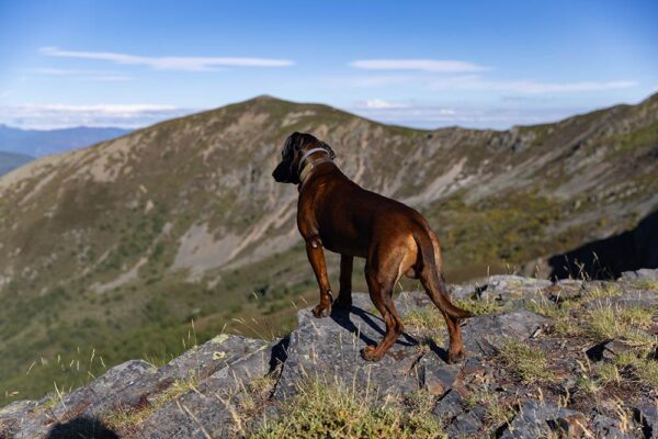 hunt-in-spain-cantabrian-chamois