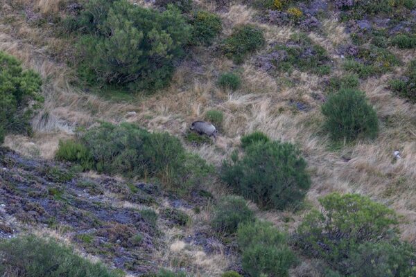 caceria-de-jabali-monteria-espanola-rececho-de-jabalies-en-espana