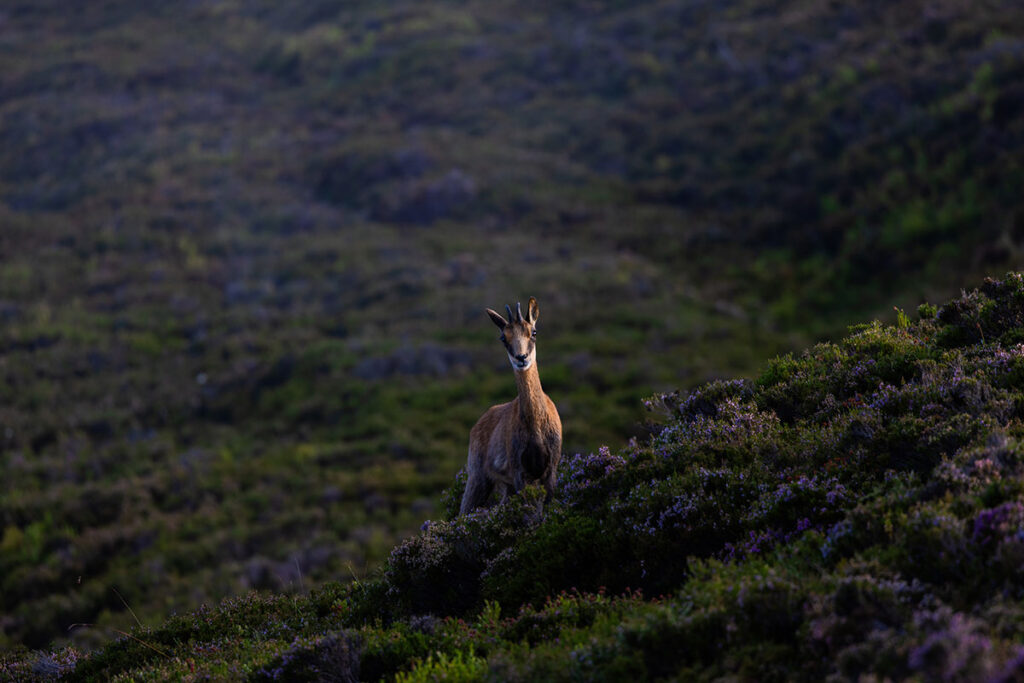 cazar un trofeo rebeco en espana cantabrian chamois hunt in spain