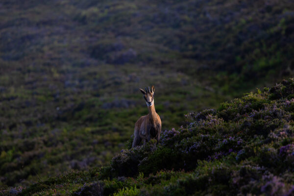 cazar un trofeo rebeco en espana cantabrian chamois hunt in spain