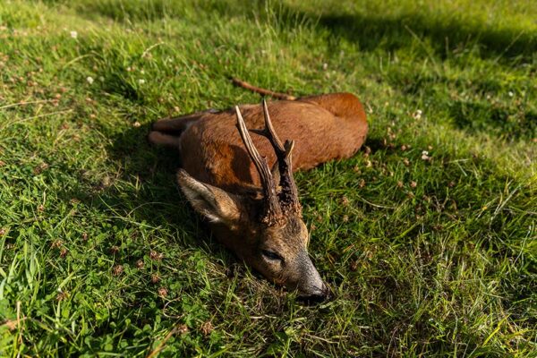 chasse a lapproche dans les highlands en ecosse chasser le chevreuil en ecosse