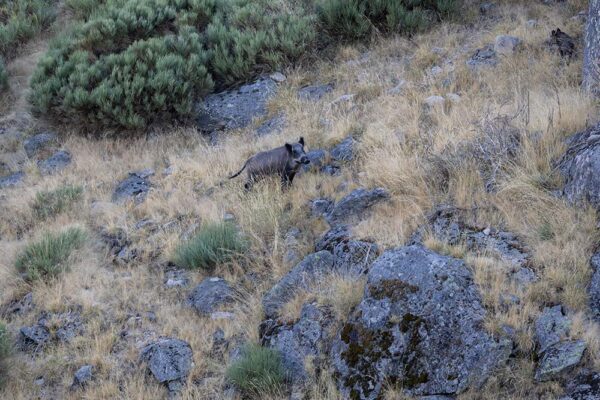 chasse-au-sanglier-a-lapproche-en-espagne-pourvoyeur-espagnol