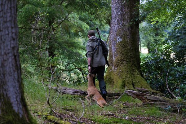 hunting-a-roe-deer--in-scotland-roe-deer-hunts-in-scotland