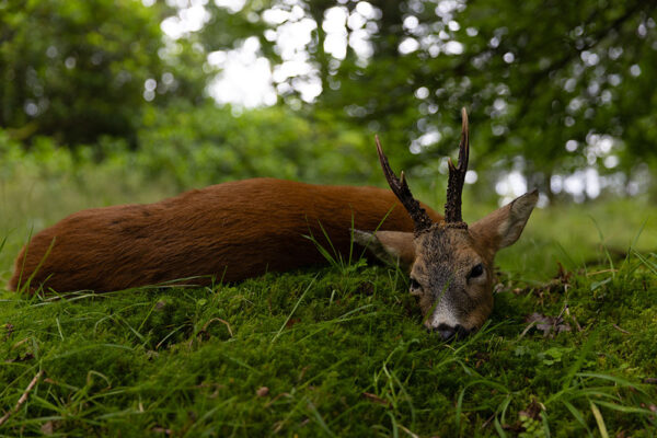 hunting roe deer in scotland cuando cazar corzo en escocia